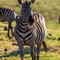 Ngorongoro Crater